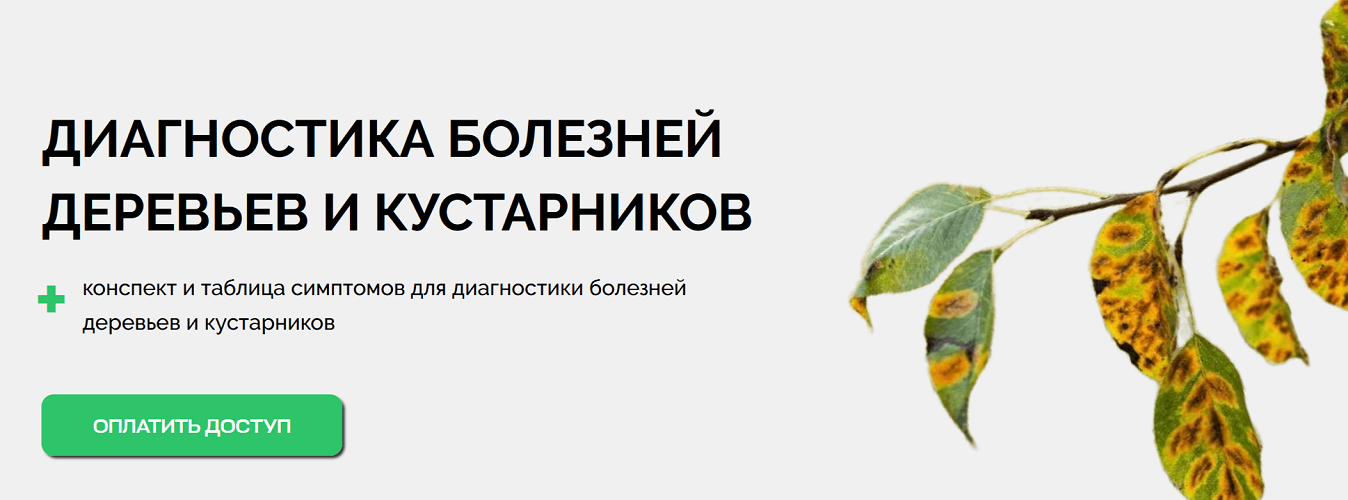 [Умный садовник] Диагностика болезней деревьев и к_0.png